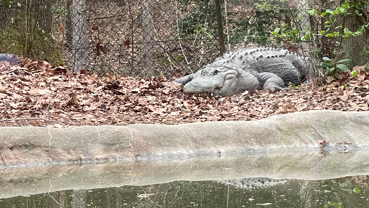 An alligator laying on the ground