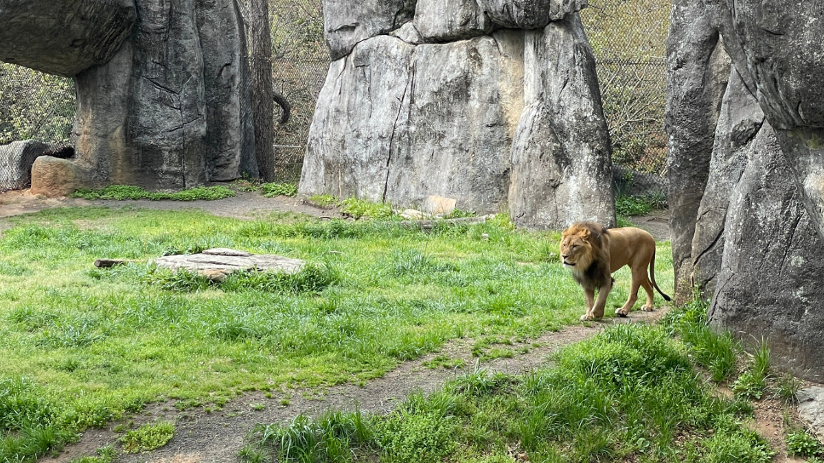 A male lion