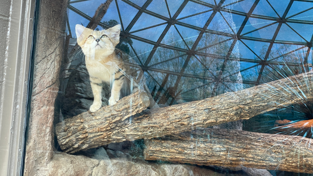 A sandcat peering out of its exhibit at birds