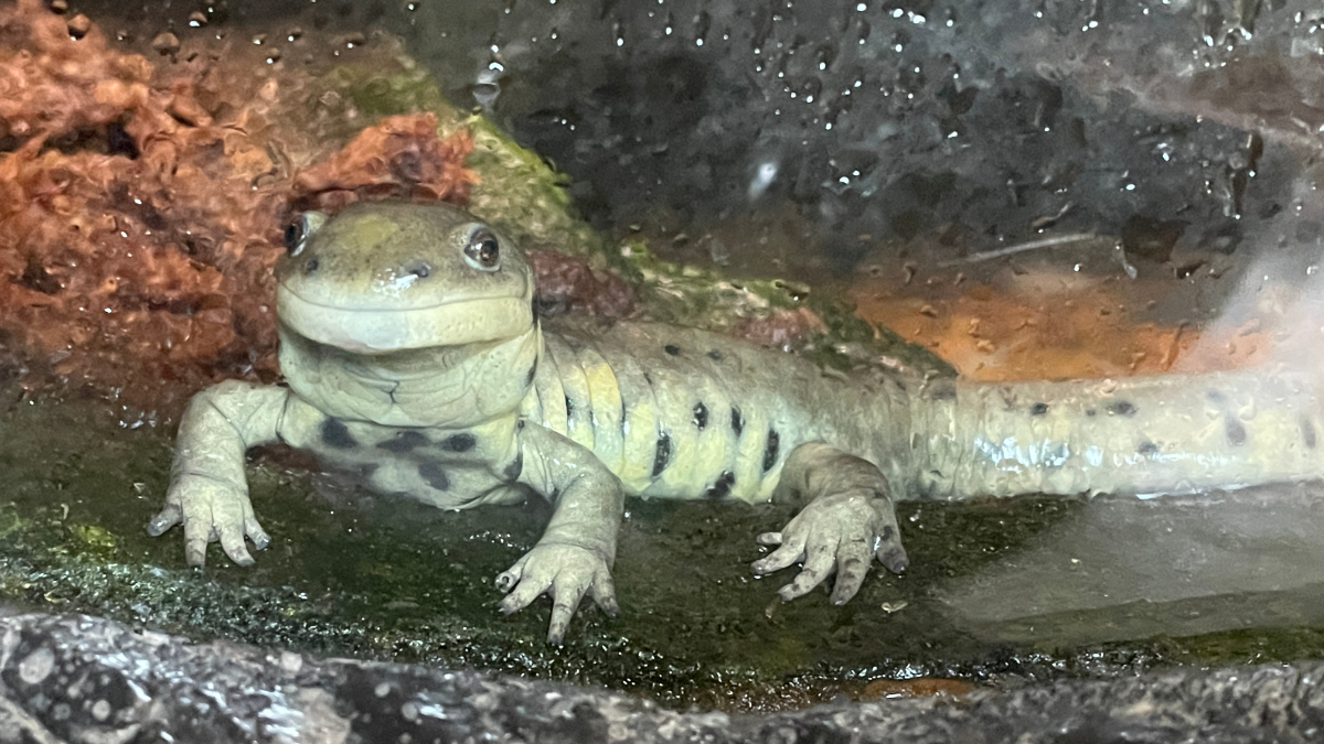 A salamander