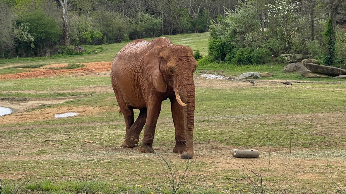 An elephant