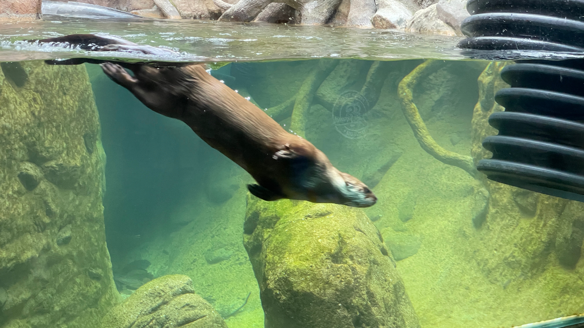 A swimming river otter