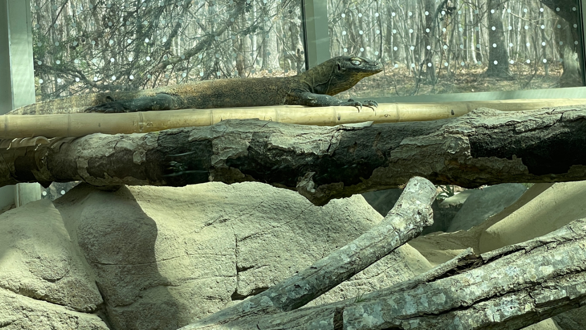 A young komodo dragon