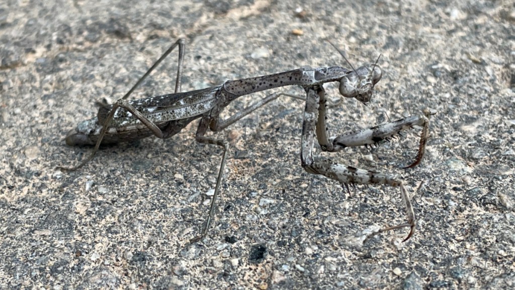 A praying mantis