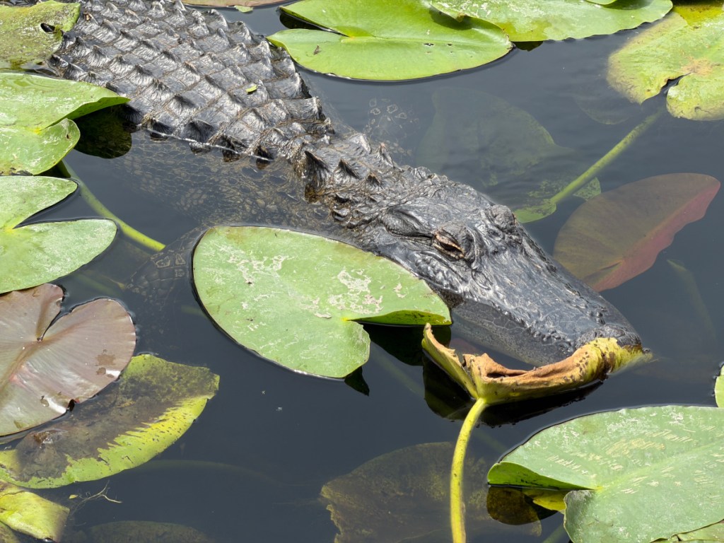 A Trip to&nbsp;Florida